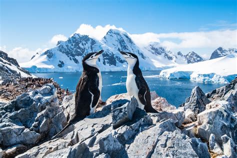 How do i visit antarctica - The best time of year to visit. The best time of year to visit Antarctica is when it's winter in the Northern Hemisphere and summer there. You'll have the best …